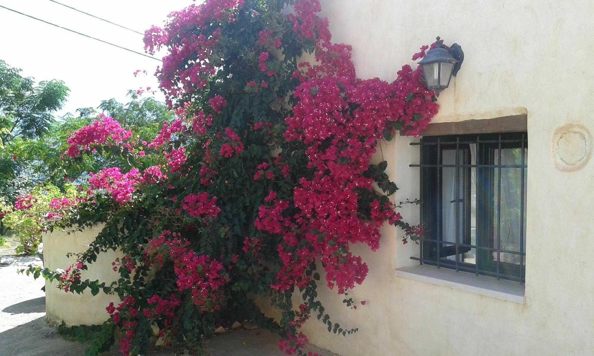 Villa Petra & Elia Megala Chorafia Exterior foto